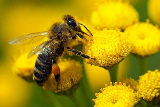 Результат изображение для пчелы