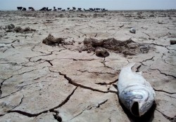 تالاب هامون و جازموریان خشک‌ شدند